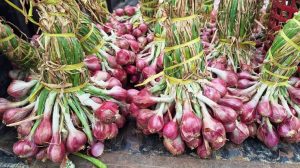 Program UPLAND Kab Sumenep Sekedar Seremonial Hingga Bancakan